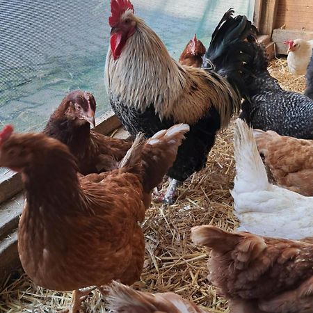 Ferienwohnung Eiernest Briedeler Heck Dış mekan fotoğraf