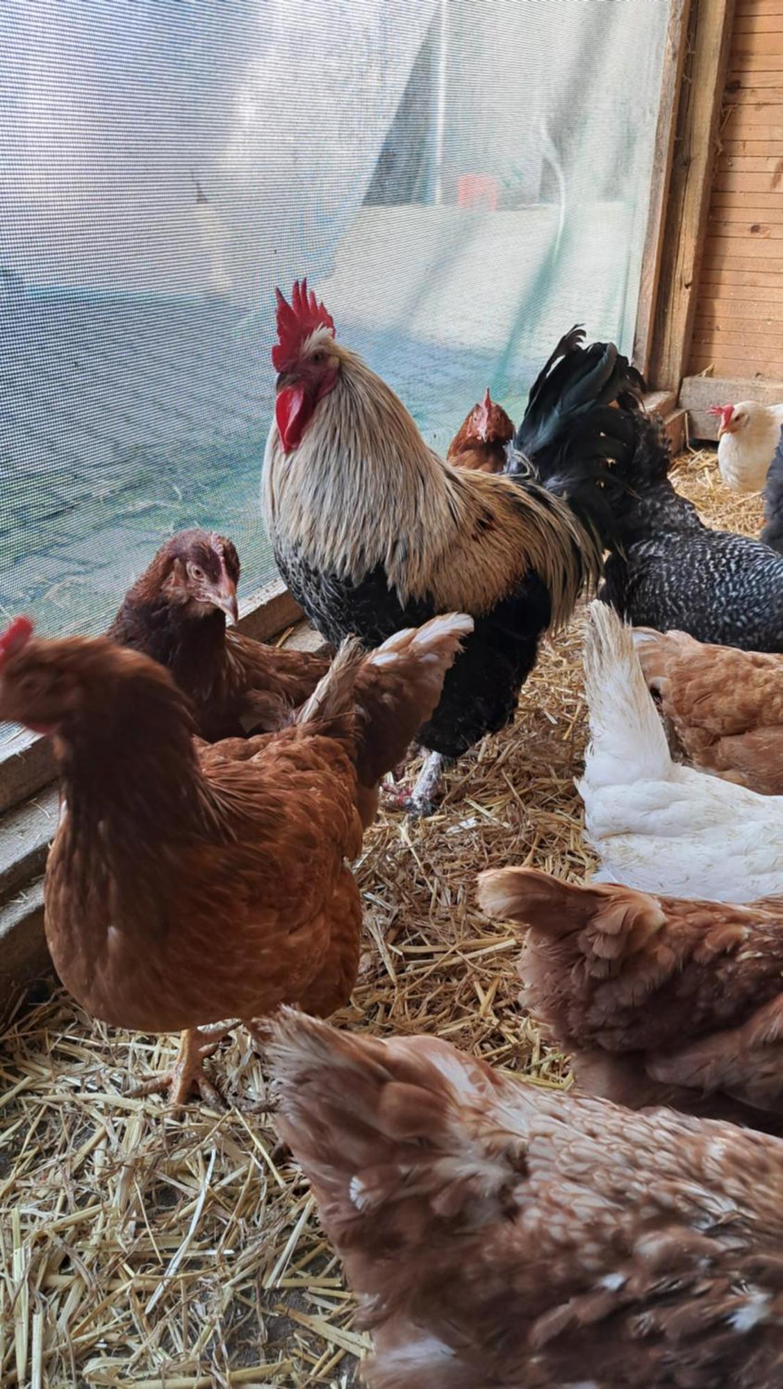 Ferienwohnung Eiernest Briedeler Heck Dış mekan fotoğraf