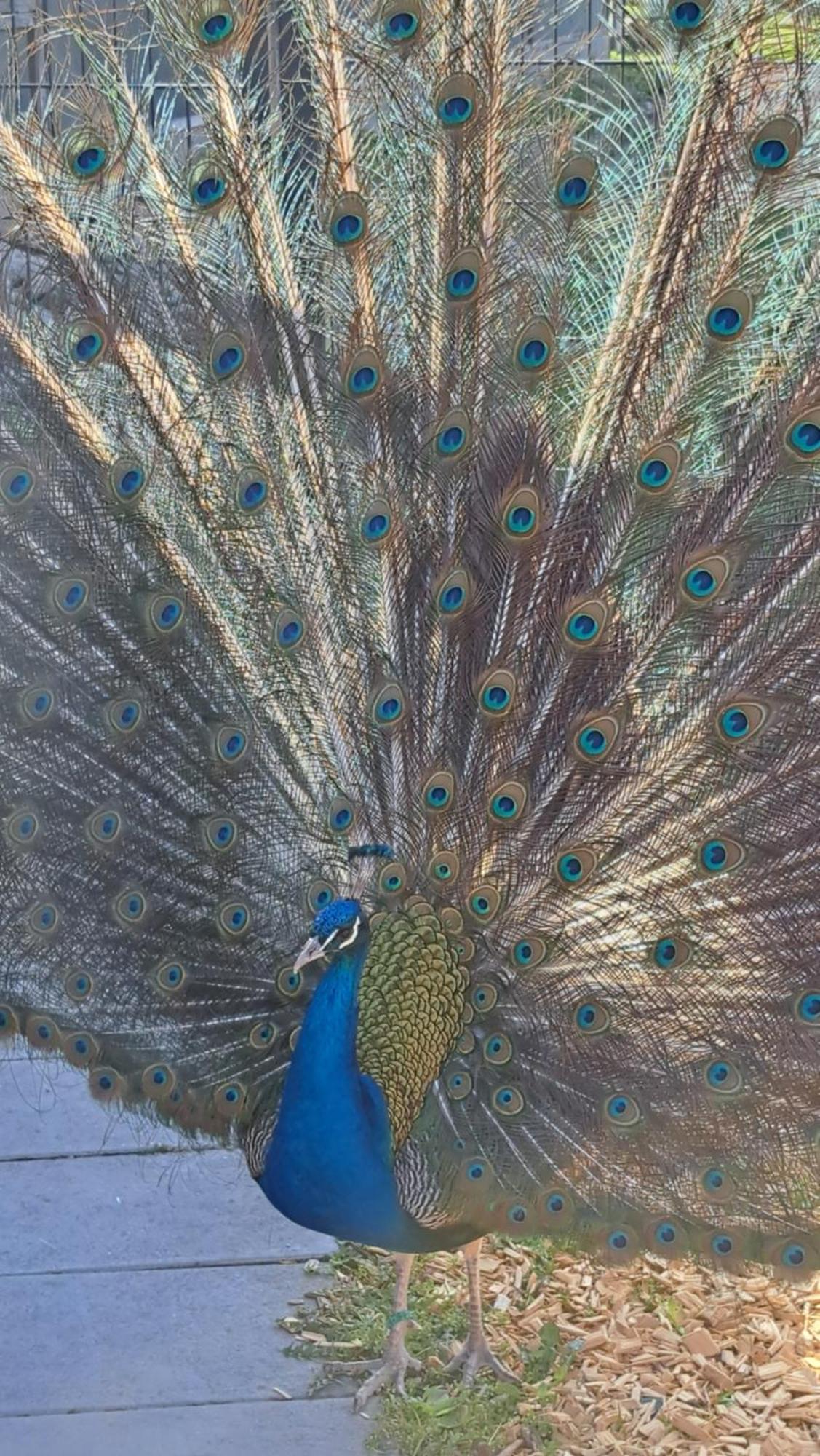 Ferienwohnung Eiernest Briedeler Heck Dış mekan fotoğraf